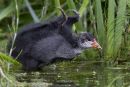 Coot Chick