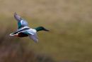 Shoveler Flying