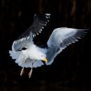 Great_Black-backed_Gull_in_Flight