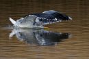 Great_Black-backed_Gull_in_Flight
