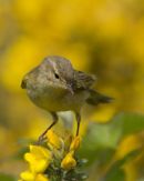 Willow Warbler