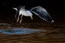 Great Black-backed Gull