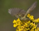 Willow Warbler
