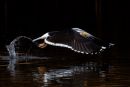 Great_Black-backed_Gull_in_Flight