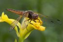Female Scarce Chaser