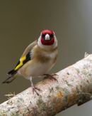 Goldfinch