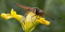Immature Female Scarce Chaser