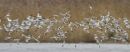 Arty Avocets