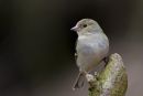 Female_Chaffinch