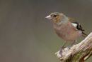 Male_Cock_Chaffinch