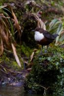 Dipper
