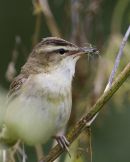 sedge warbler