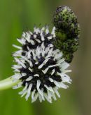 branched bur-reed