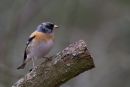 Brambling