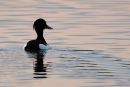 Male Tufted Duck