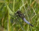 black tailed skimmer male