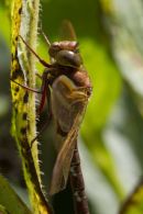 Brown Hawker