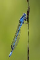 Common Blue Damselfly
