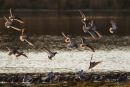 Bar-tailed Godwits