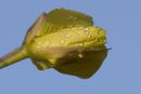 Evening Primrose