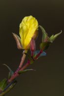 Evening Primrose