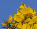 Gorse Blossom