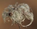 Old Man's Beard