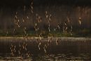 Early Morning Dunlin