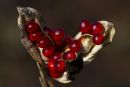 Stinking Iris