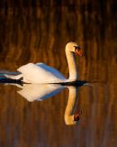 Mute Swan