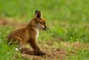 Red Fox Cub