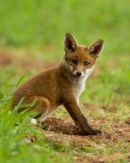 Red Fox Cub