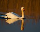 Mute Swan