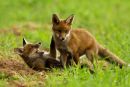 Playing Red Fox Cubs