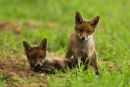 Playing Red Fox Cubs