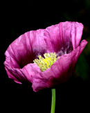 Purple_Poppy_1