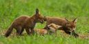 Playing Red Fox Cubs