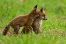 2 of 4 BWPA 2011 Spring Portfolio Images - Highly Commended