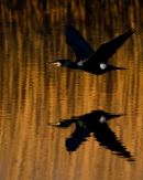 Cormorant