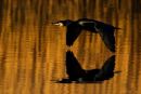 Cormorant_Flying