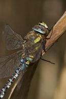 Migrant Hawker