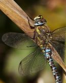 Migrant_Hawker