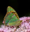 Silver-washed
_Fritillary_
Butterfly_1