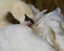 Mute Swan