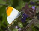 Male Orange-tip Butterfly