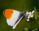 Male Orange-tip Butterfly