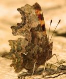 Comma Butterfly