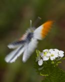 Abstract Male Orange-tip Butterfly
