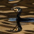 Cormorant_Feeding_on_Eel