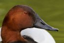 Pochard Drake